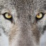 Wolfie_ profil fotoğrafı