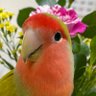 Ruruは怪力's profile picture
