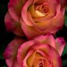 nadeem awan's profile picture