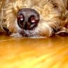 naco-naco's profile picture