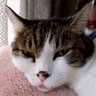 日々猫たちに虐げられる下僕's profile picture