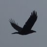 Edgy raven's profile picture