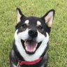 柴犬そら(ブルートゥリー) 的头像
