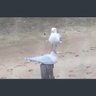 Acemi Martı's profile picture