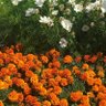 Фото профиля سارا
