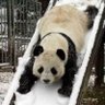 slipperypanda74's profile picture