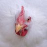 Perplexed Clucker 的头像
