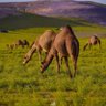 عبدالله 的头像