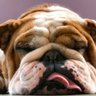 Profilbild von dogman
