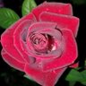 Фото профиля غــــــــــريب