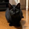 猫の従者's profile picture