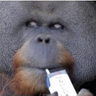 Фото профиля Charlie (Ape Aficionado)