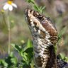 Scott Cottonmouth's profile picture