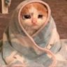 SadCat 的头像