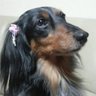 だっくす's profile picture