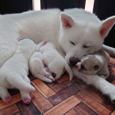 秋田犬こゆきと愉快な仲間達's profile picture