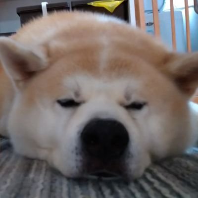 ドラクエふじこ's profile picture