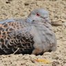 Фото профиля 近所の鳩