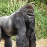 Monkey time live: No Bingus's profile picture