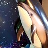 海のくま's profile picture