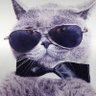 Cat Gamer2k21's profile picture