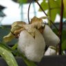 Фото профиля わたのはな