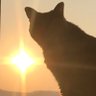 お日様をたっぷり浴びよう 的头像