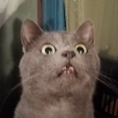Кот Шурик из Беловежской пущи и его большая семья's profile picture