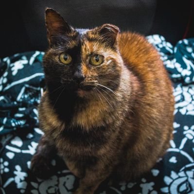 gatalansky's profile picture