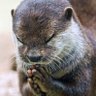 Otter Dis World💫🚀 profil fotoğrafı