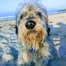 Snowflake Weepy's profile picture