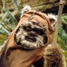 Antifascist Ewok 🇵🇸 的头像