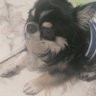 ゆみこ🐶's profile picture
