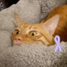 Hailow 的头像