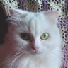 kinkin's profile picture