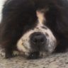 Renato Nishikawara's profile picture