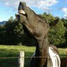 Bucéfalo profil fotoğrafı