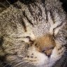 Фото профиля 西村にゃんこ先生