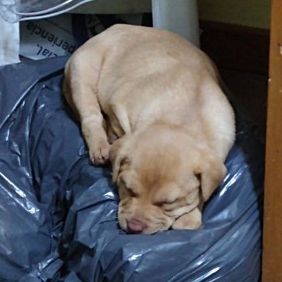 Soyungorilamas's profile picture
