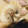 はな🐏🧡 的头像