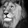 Фото профиля Barbary Lion