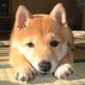 hideo saijo's profile picture