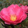Фото профиля まこちん