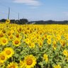 ささきはん☆☆☆日本 文化-芸術- 交通 ( 鉄道 バス )趣味アカウント's profile picture