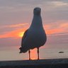 Фото профиля GullsOfTheWorld