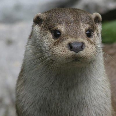 OtterHacker's profile picture