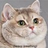Cute Kitten 🐍🇺🇸's profile picture