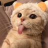 Cat Is Back's profile picture