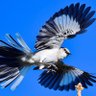 Profilbild von MockingbirdShot