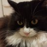 おれさん profil fotoğrafı